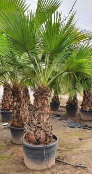 Brahea edulis 