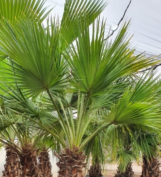 Brahea edulis 