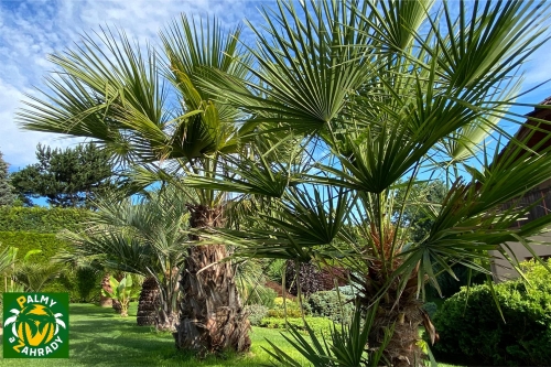 Brahea edulis 