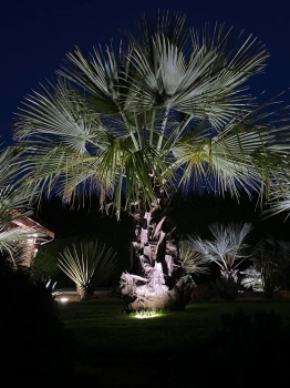 Brahea edulis 