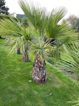 Brahea edulis 
