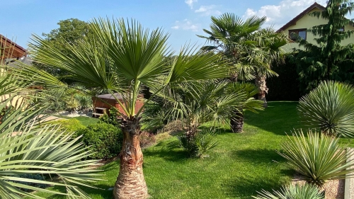 Brahea edulis 