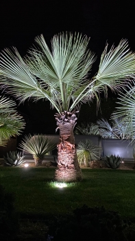 Brahea edulis 