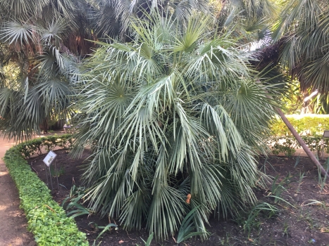 Chamaerops humilis var. cerifera 