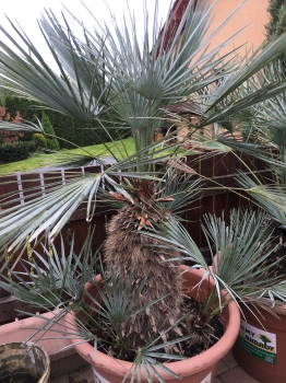 Chamaerops humilis var. cerifera 