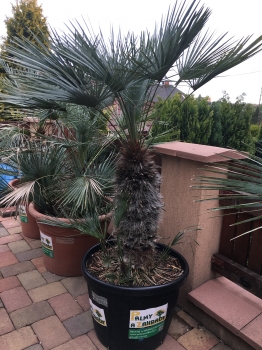 Chamaerops humilis var. cerifera 