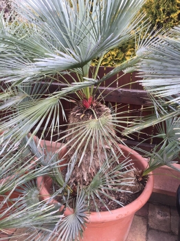 Chamaerops humilis var. cerifera 