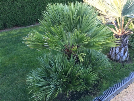 Chamaerops humilis var. vulcano 