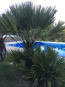 Chamaerops humilis var. vulcano 