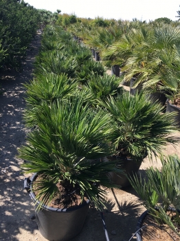 Chamaerops humilis var. vulcano 