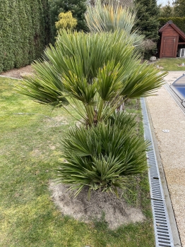 Chamaerops humilis var. vulcano 