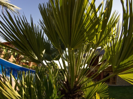 Chamaerops humilis var. vulcano 