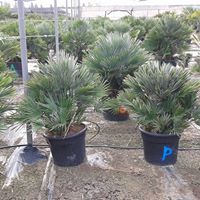 Chamaerops humilis var. vulcano 