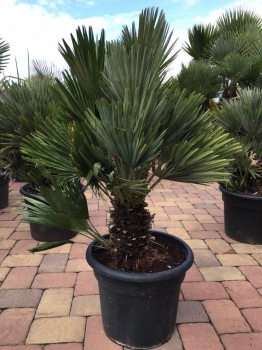 Chamaerops humilis var. vulcano 