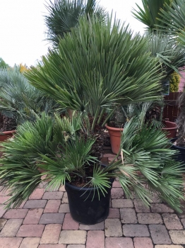 Chamaerops humilis var. vulcano 