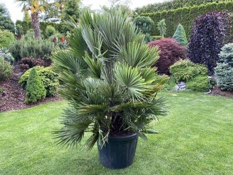 Chamaerops humilis var. vulcano 