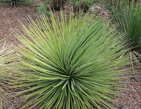 Agáve striata 