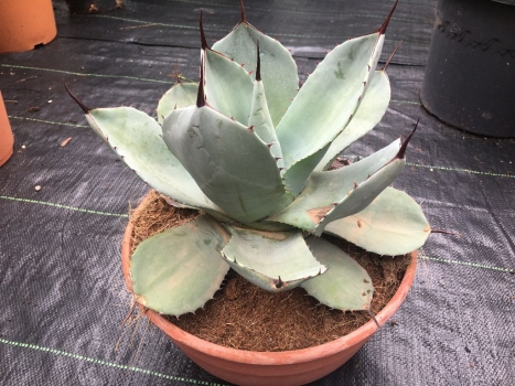 Agáve parryi var. truncata 