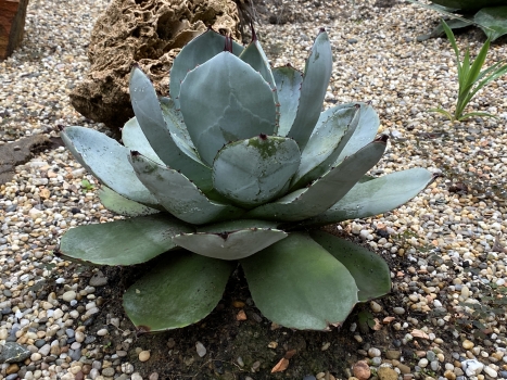 Agáve parryi var. truncata 