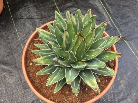 Agáve victoria reginae 