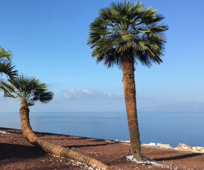Chamaerops humilis 