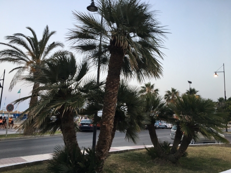 Chamaerops humilis 