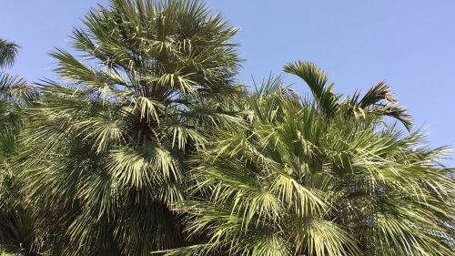 Chamaerops humilis 