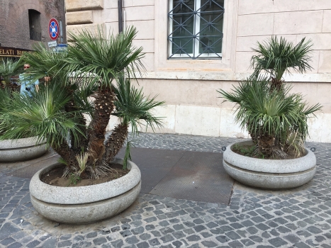 Chamaerops humilis 