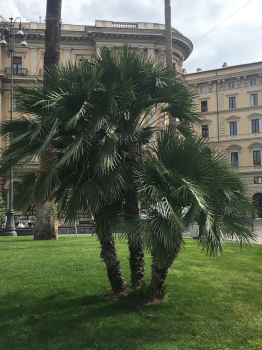 Chamaerops humilis 