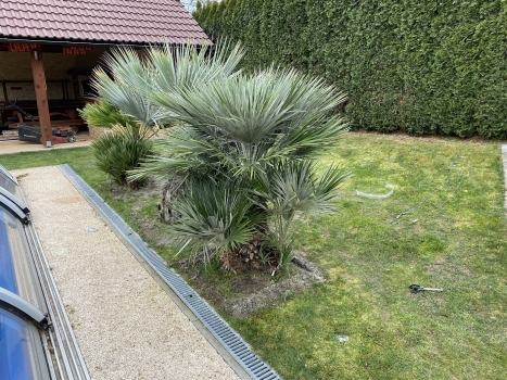 Chamaerops humilis 