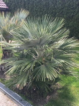 Chamaerops humilis 