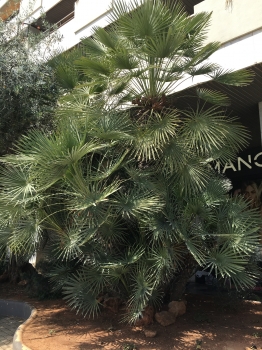 Chamaerops humilis 