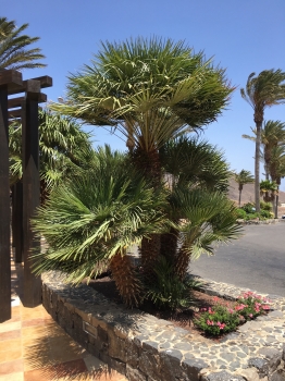 Chamaerops humilis 