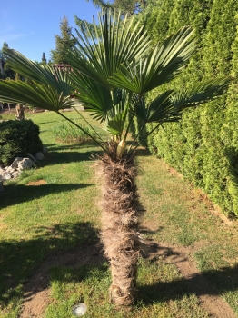 Po odzimování 2018 