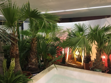 V.I.P. CHILL ZONES - Pronájem palem  - Palm Rentals 