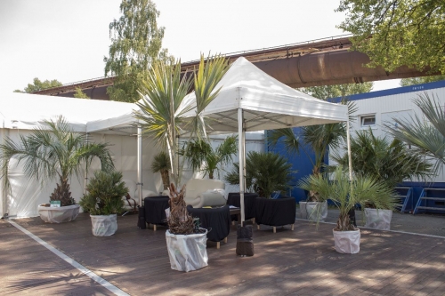 V.I.P. CHILL ZONES - Pronájem palem  - Palm Rentals 