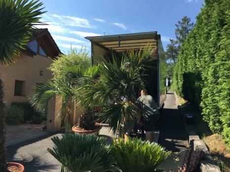 V.I.P. CHILL ZONES - Pronájem palem  - Palm Rentals 
