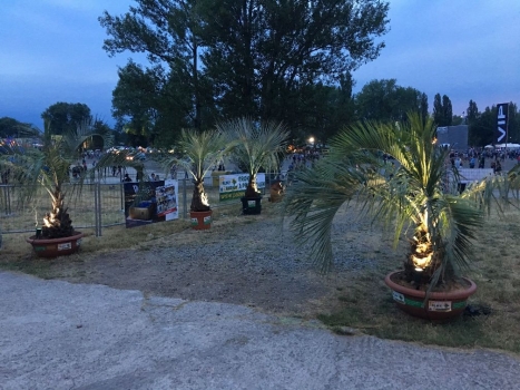 V.I.P. CHILL ZONES - Pronájem palem  - Palm Rentals 