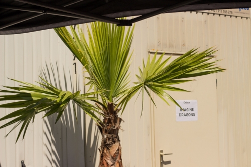 V.I.P. CHILL ZONES - Pronájem palem  - Palm Rentals 
