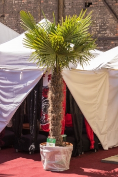 V.I.P. CHILL ZONES - Pronájem palem  - Palm Rentals 