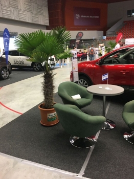 V.I.P. CHILL ZONES - Pronájem palem  - Palm Rentals 