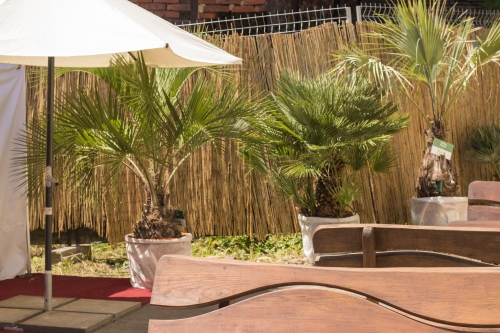 V.I.P. CHILL ZONES - Pronájem palem  - Palm Rentals 