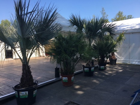 V.I.P. CHILL ZONES - Pronájem palem  - Palm Rentals 