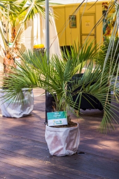V.I.P. CHILL ZONES - Pronájem palem  - Palm Rentals 