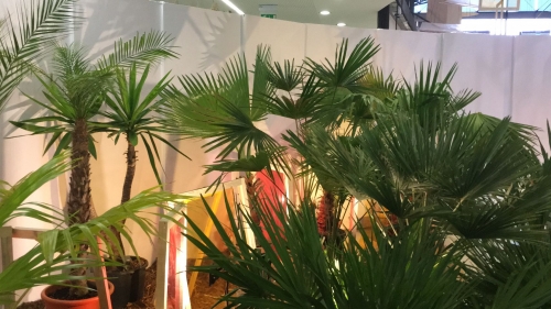 V.I.P. CHILL ZONES - Pronájem palem  - Palm Rentals 