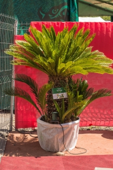 V.I.P. CHILL ZONES - Pronájem palem  - Palm Rentals 
