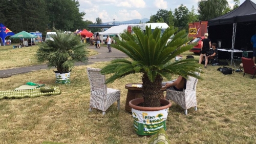 V.I.P. CHILL ZONES - Pronájem palem  - Palm Rentals 