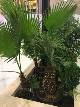 V.I.P. CHILL ZONES - Pronájem palem  - Palm Rentals 