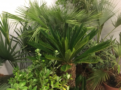 V.I.P. CHILL ZONES - Pronájem palem  - Palm Rentals 