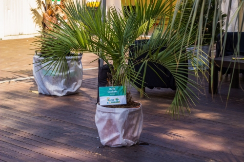 V.I.P. CHILL ZONES - Pronájem palem  - Palm Rentals 